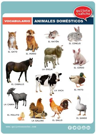 animales_domesticos.jpg